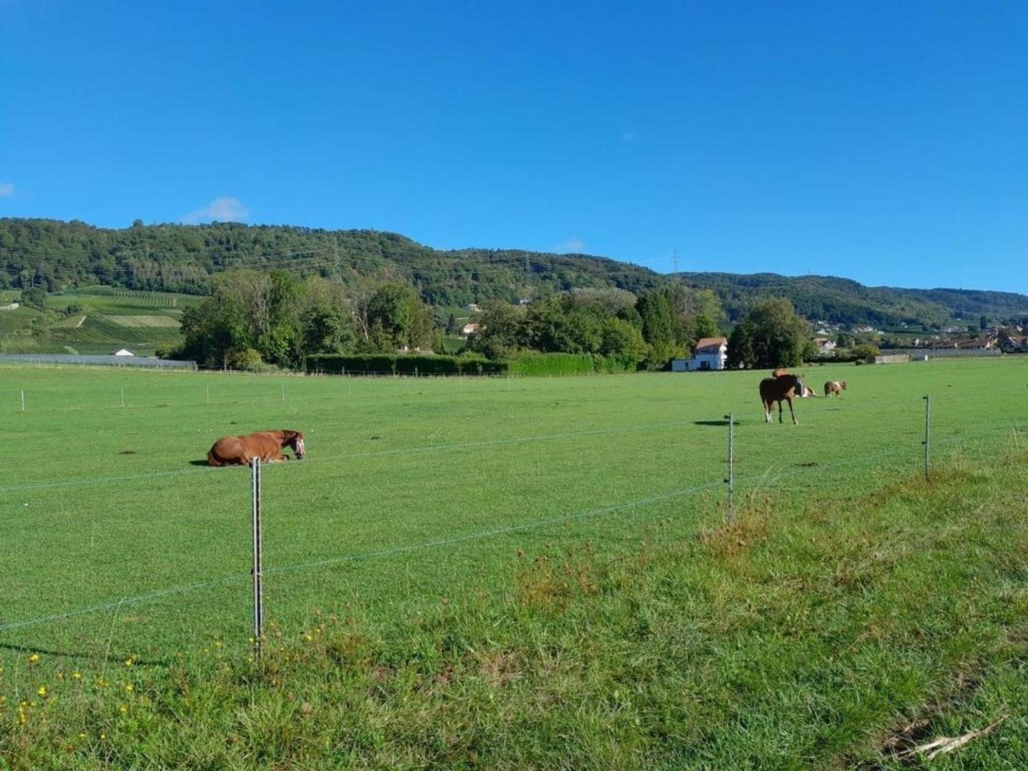 Wohnung Im Bauerhof - B48860 Luins Eksteriør bilde