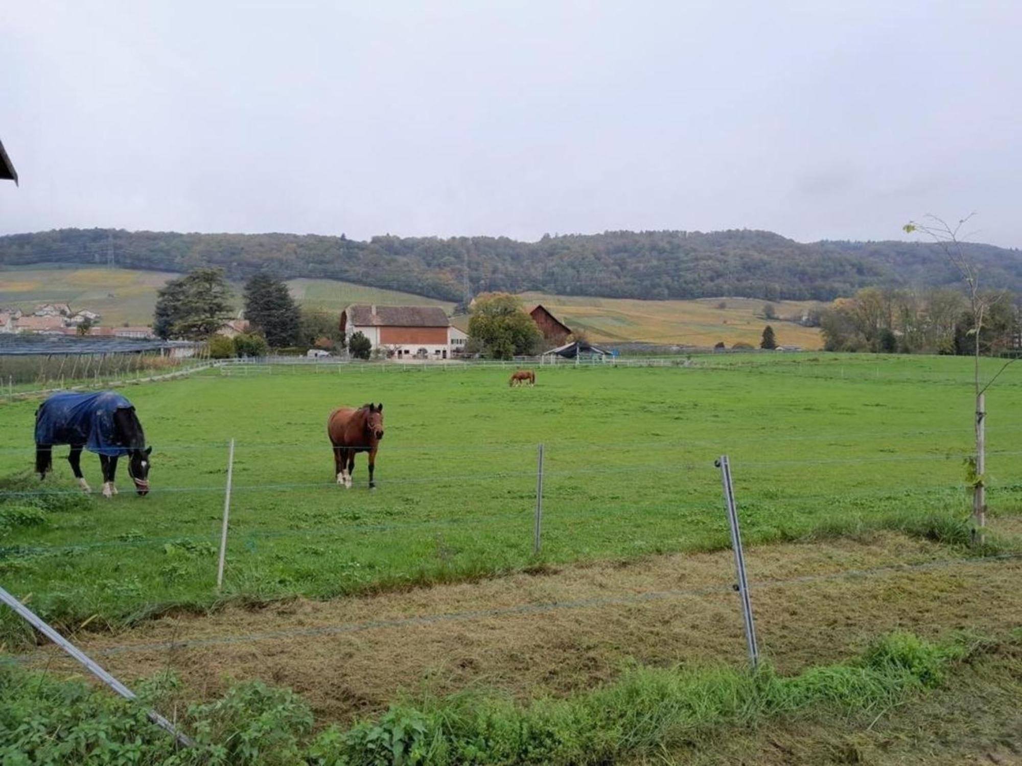 Wohnung Im Bauerhof - B48860 Luins Eksteriør bilde